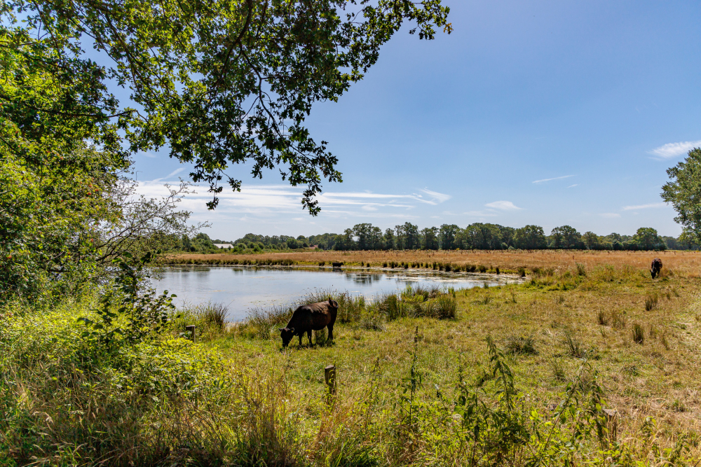 Regge bij Zuna