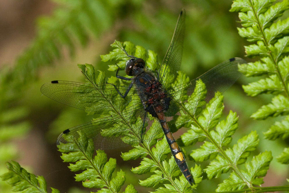 Gevlekte witsnuitlibel