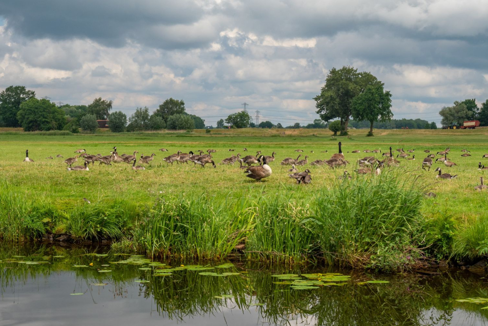 Canadese gans, Gonny Sleurink