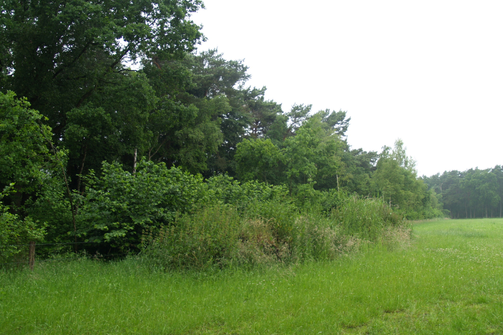 Houtwal, Twente