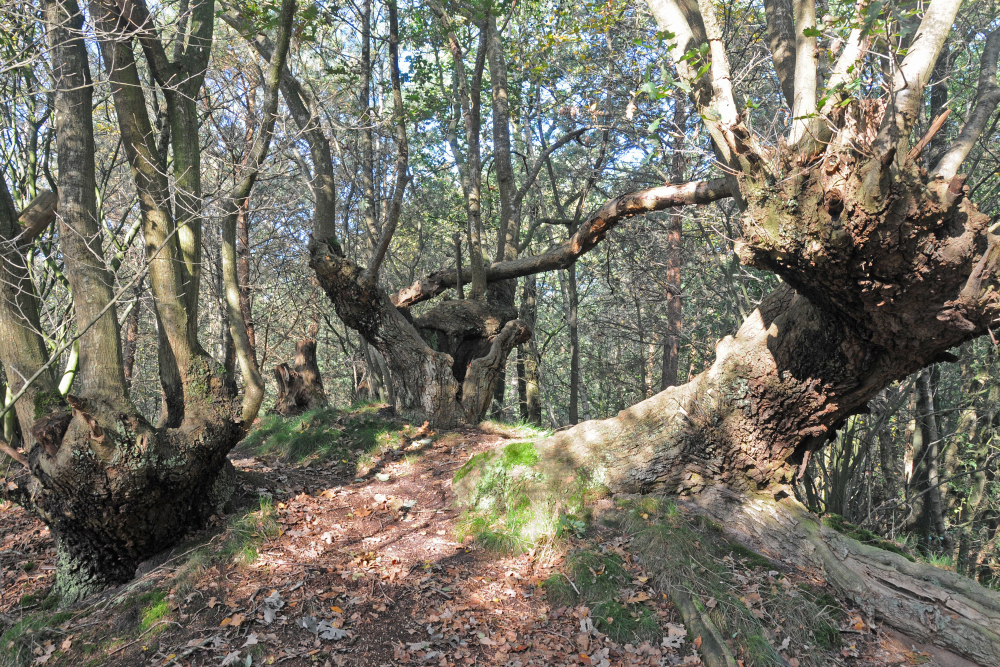 Eikenstoven hakhout