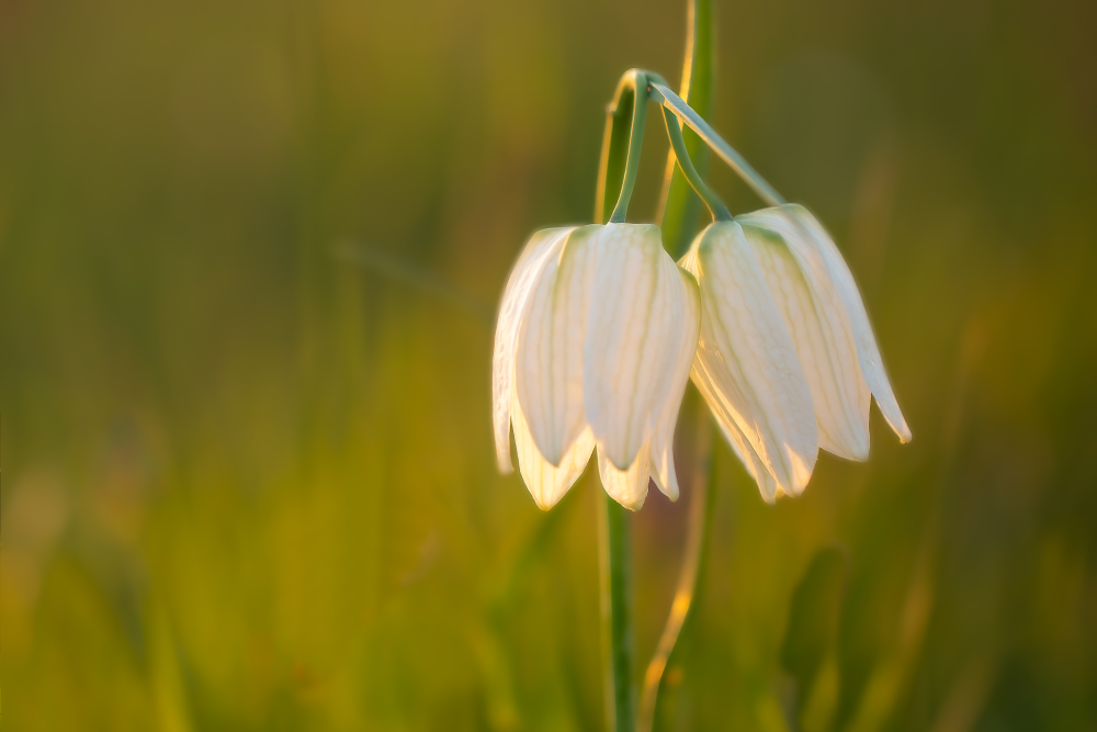 Witte Kievitsbloem