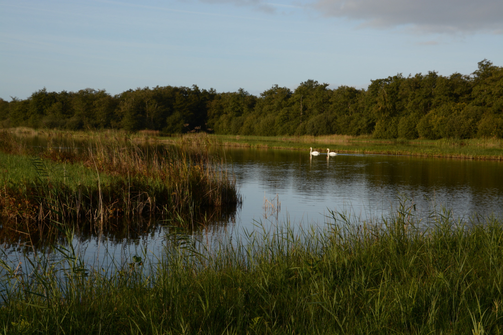 Laagveenlandschap Scheerwolde Nico Kloek