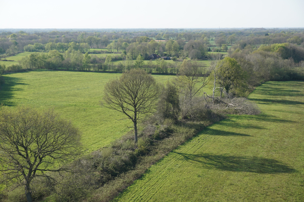 Houtwal, Woldberg 