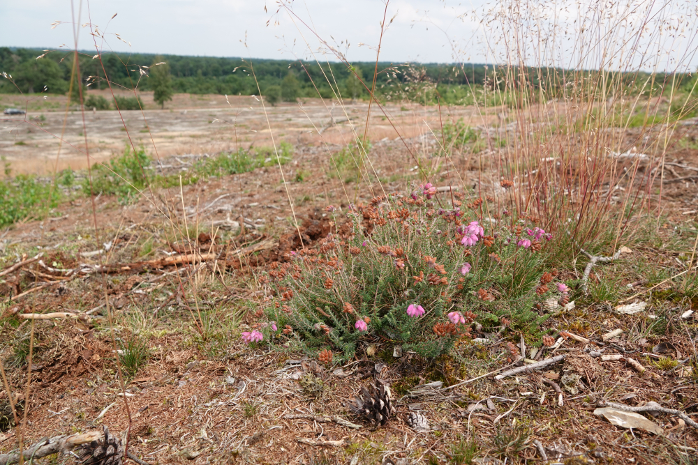 ontluikende heide