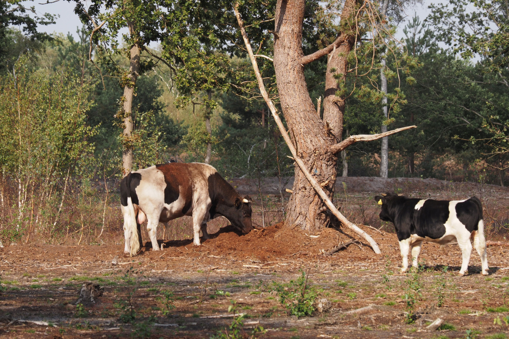 Stier met koe