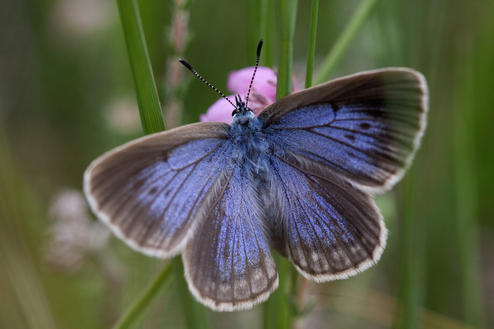 Gentiaanblauwtje Mark Zekhuis