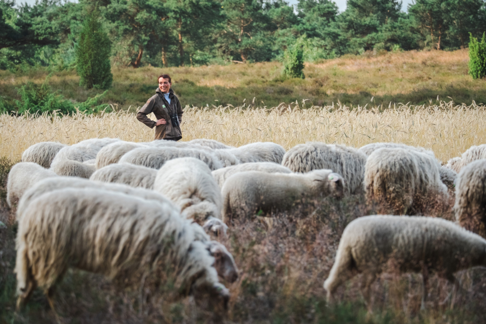 Schaapskudde met haar kudde Anita