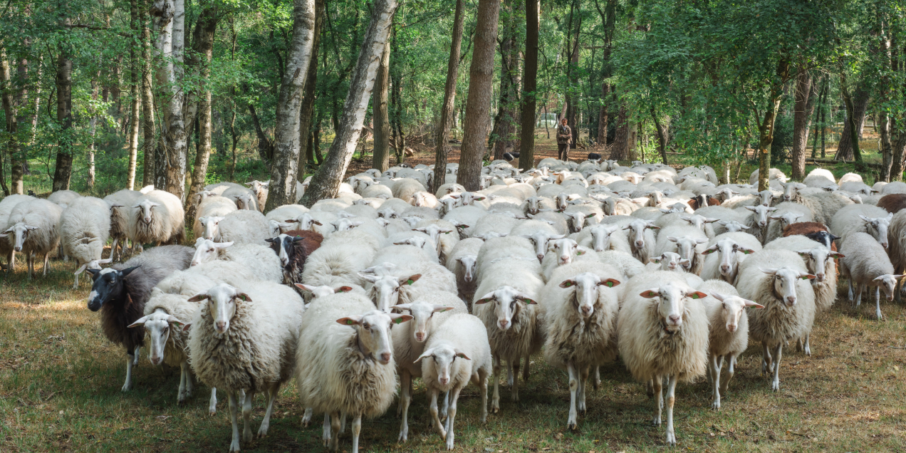 Schaapskudde Lemelerberg