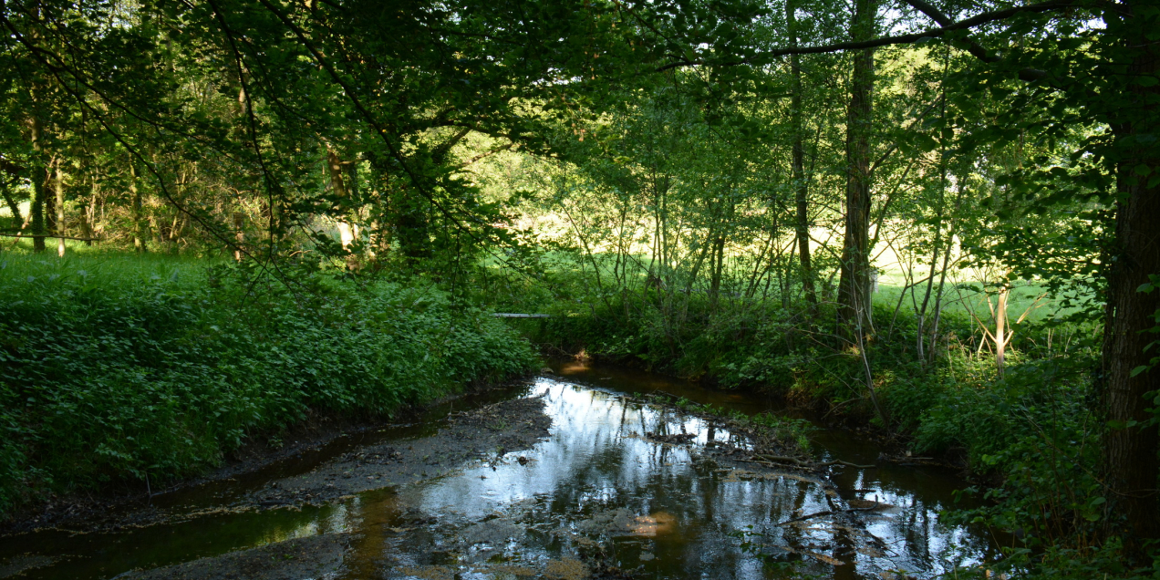 Mosbeek, Nico Kloek