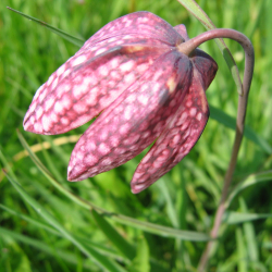 Kievitsbloem