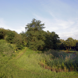 Collendoorn