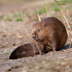 bever-mark-zekhuis.jpg