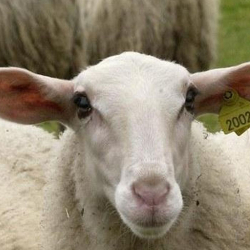 schaap kop