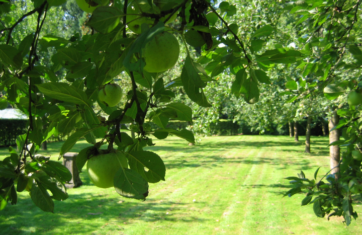 Hoogstam boomgaard
