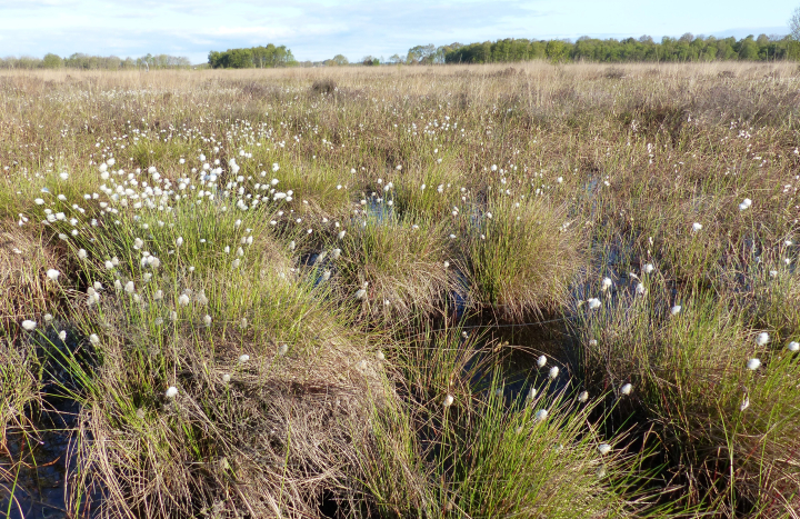 Wierdense Veld 