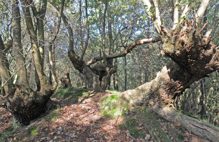 Eikenstoven hakhout