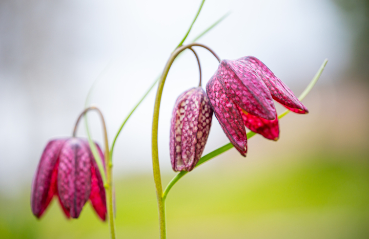 Kievitsbloem