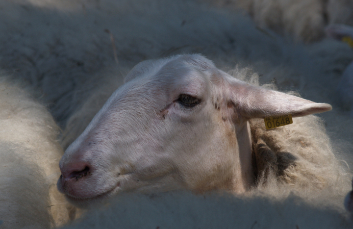 Veluws Heideschaap