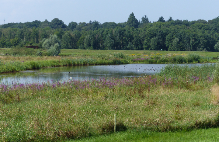 Sekdoorn