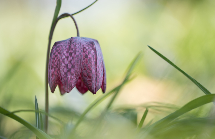 Kievitsbloem