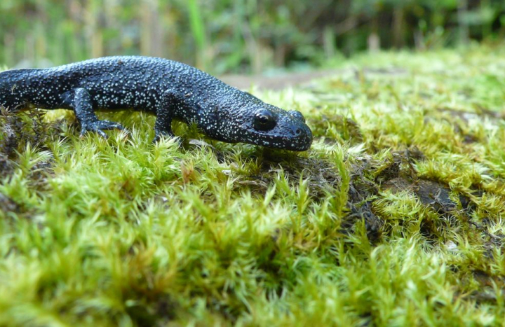 Kamsalamander 