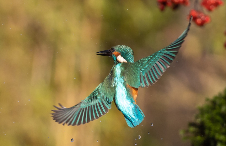 IJsvogel