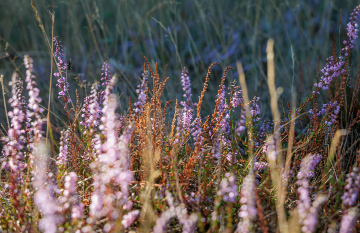 Droogte