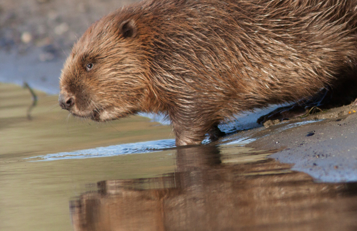 Bever