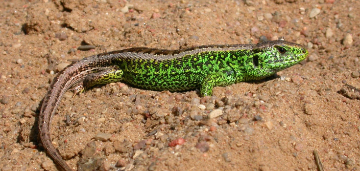 Zandhagedis