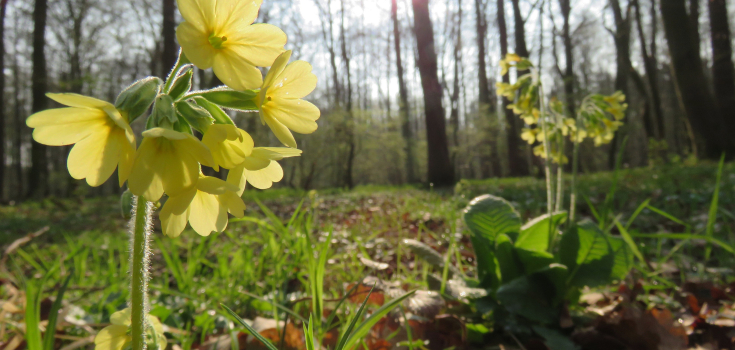 Slanke sleutelbloem