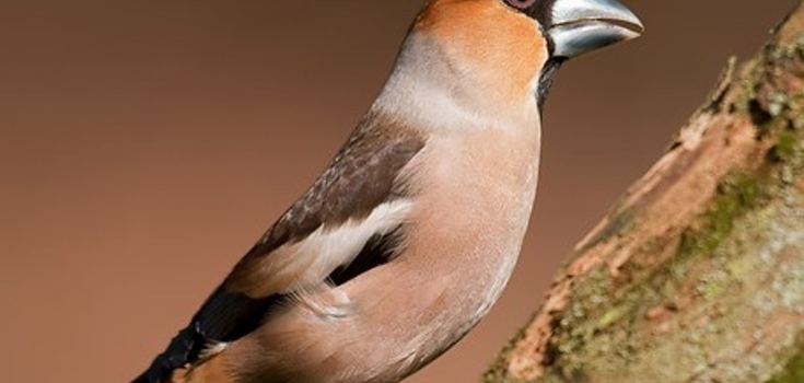 appelvink
