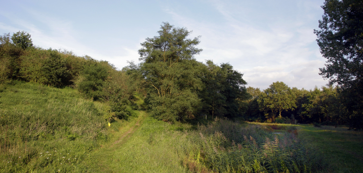 Collendoorn