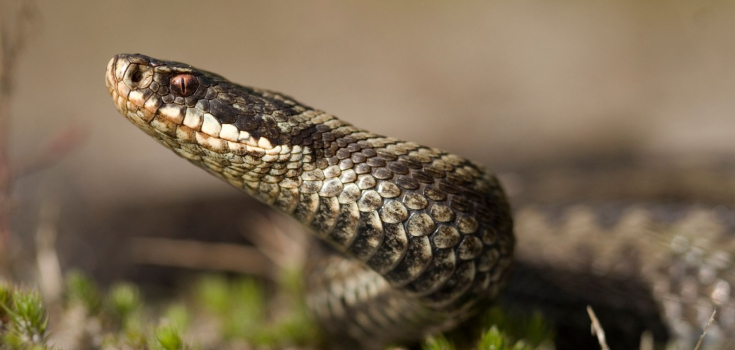 Adder, Mark Zekhuis