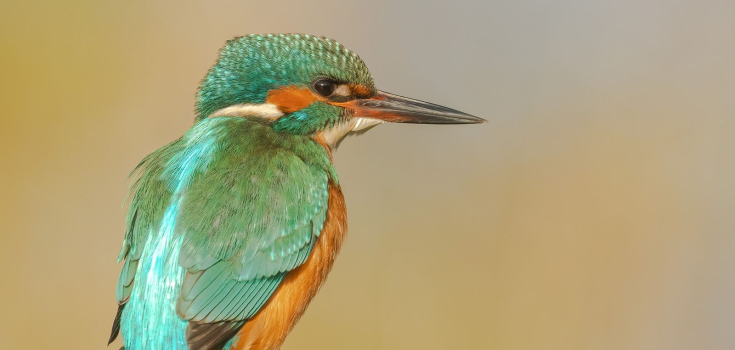 IJsvogel