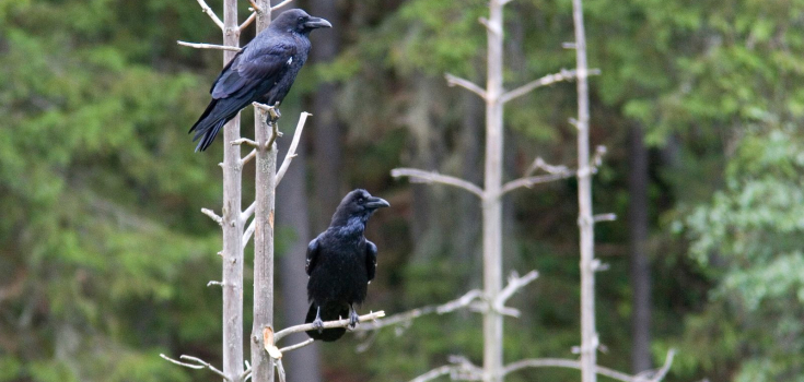 Raven