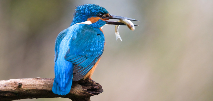 IJsvogel met vis 