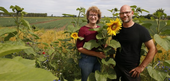 Tussen de zonnebloemen