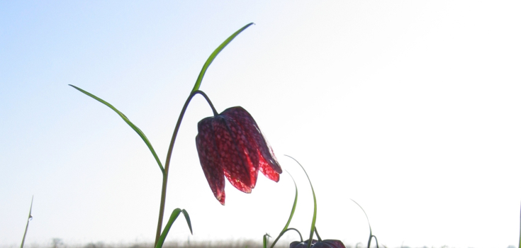 Kievitsbloemen