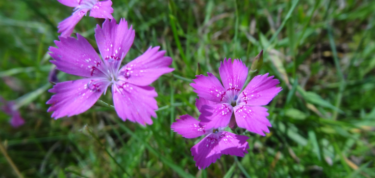 Steenanjer