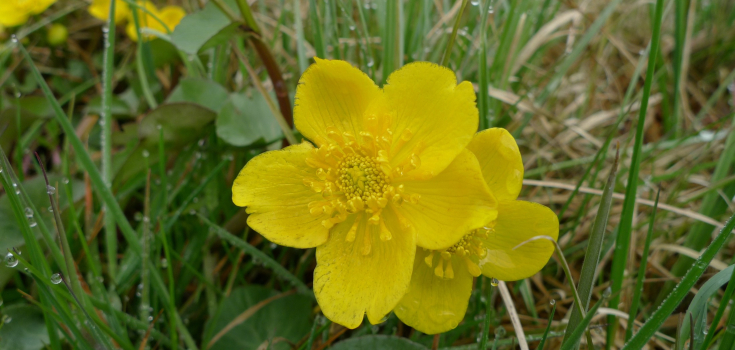 Dotterbloem
