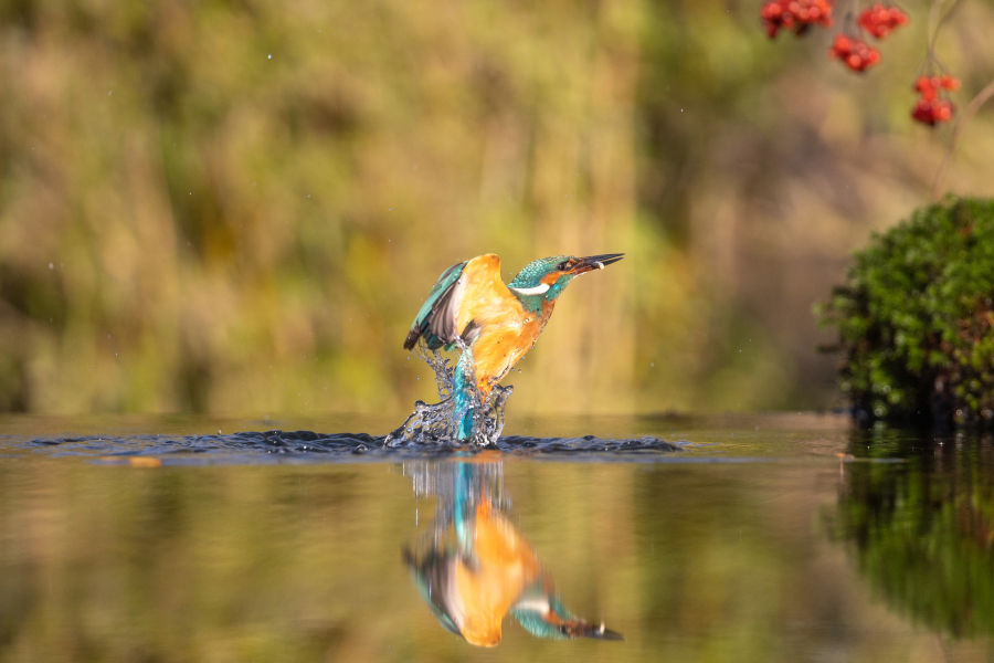 IJsvogel