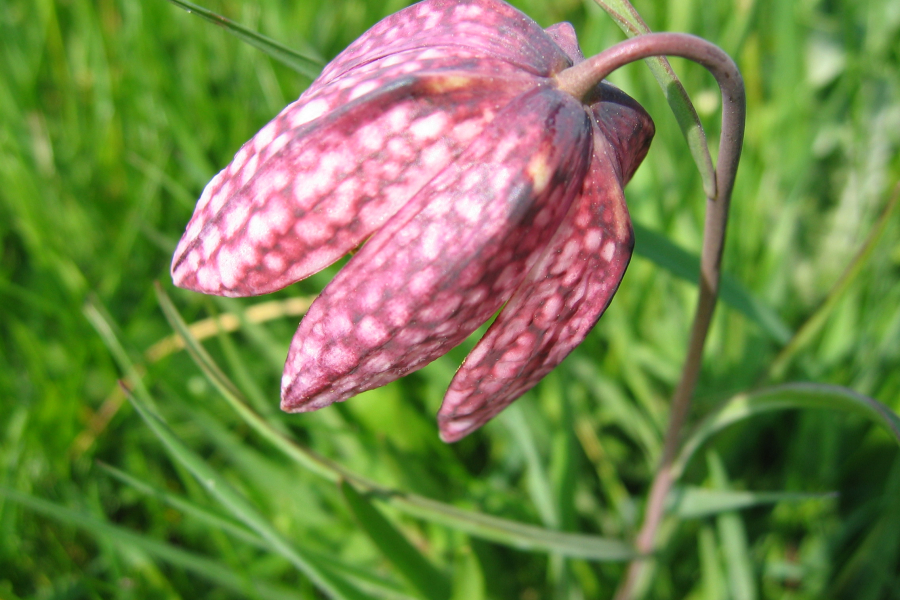 Kievitsbloem