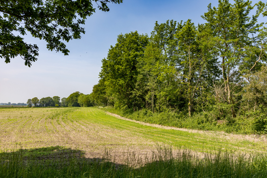 Houtwal Kop van Overijssel Gonny Sleurink