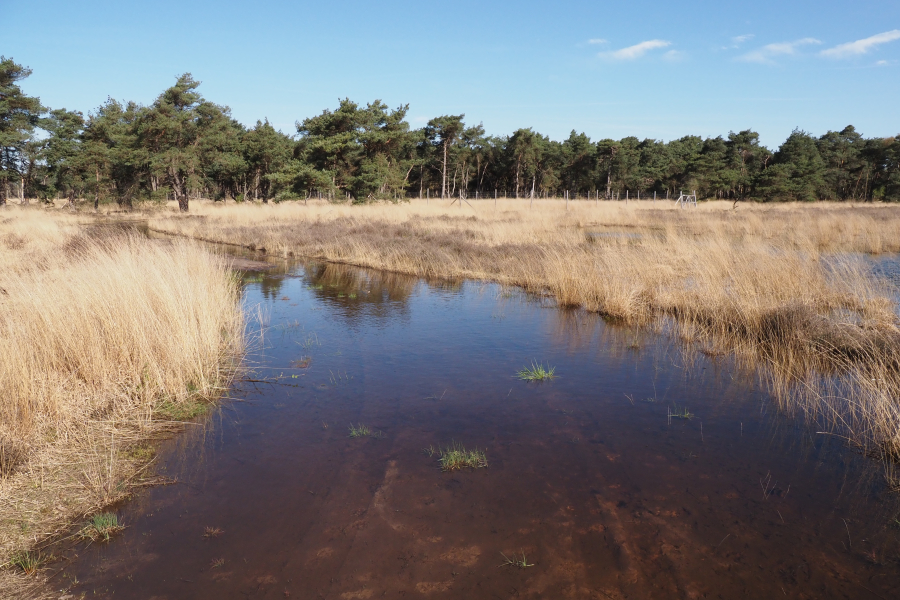 Boetelerveld 