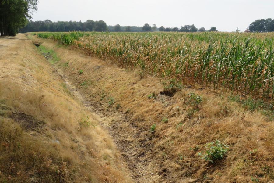Landbouw met schade door droogte