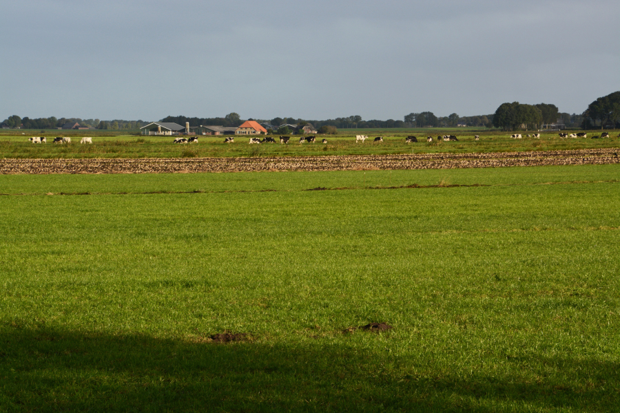 Polder Wetering, Nico Kloek