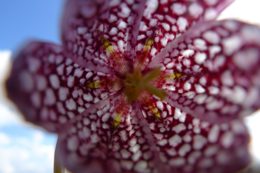 Kievitsbloem 