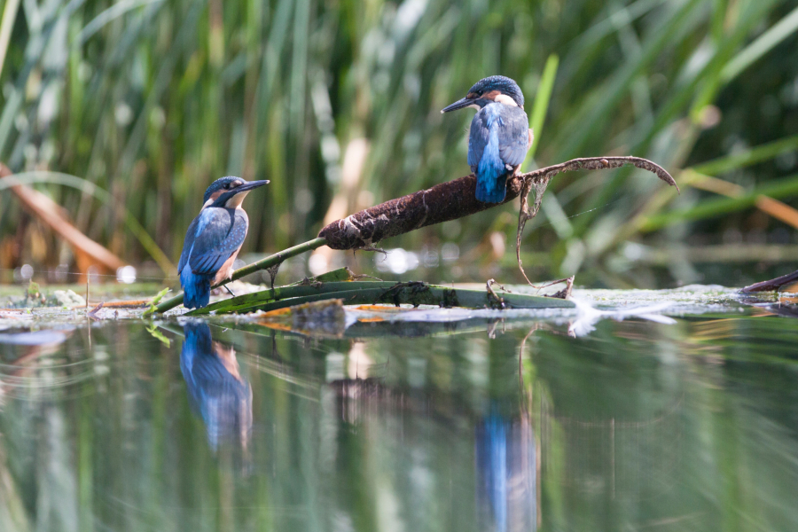IJsvogel jongen