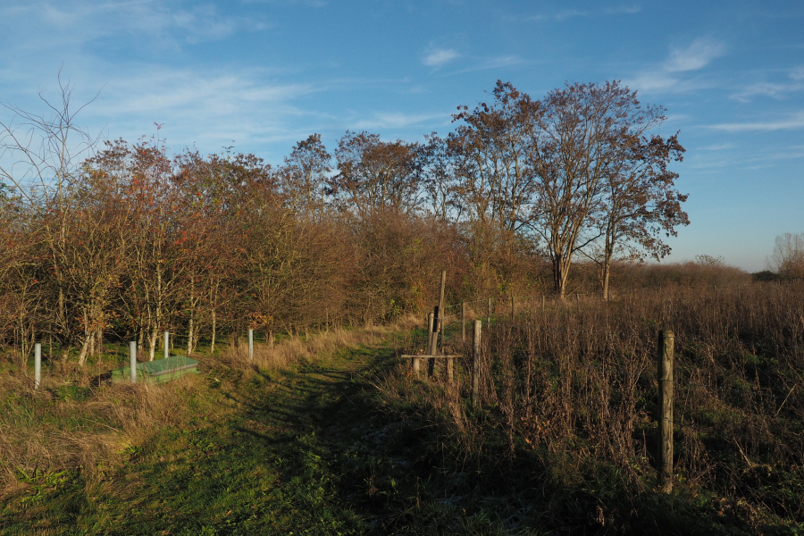Collendoorn